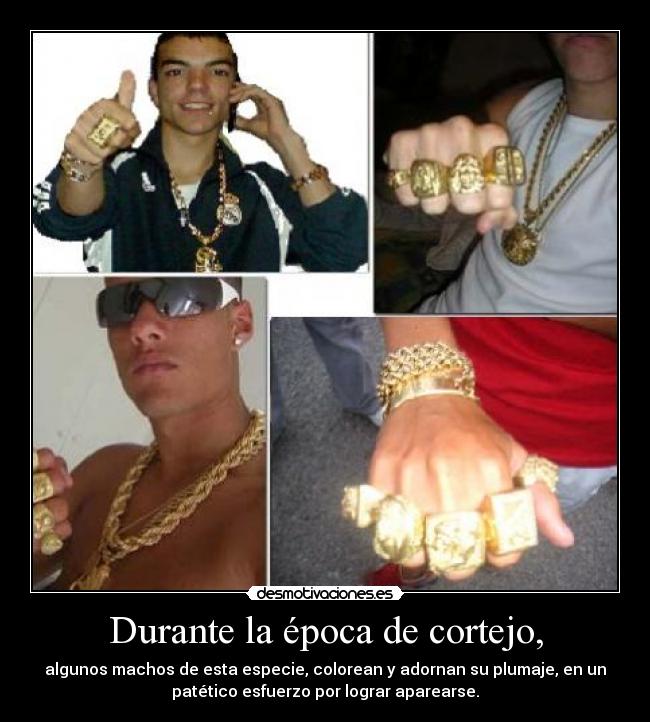 Durante la época de cortejo, - algunos machos de esta especie, colorean y adornan su plumaje, en un
patético esfuerzo por lograr aparearse.