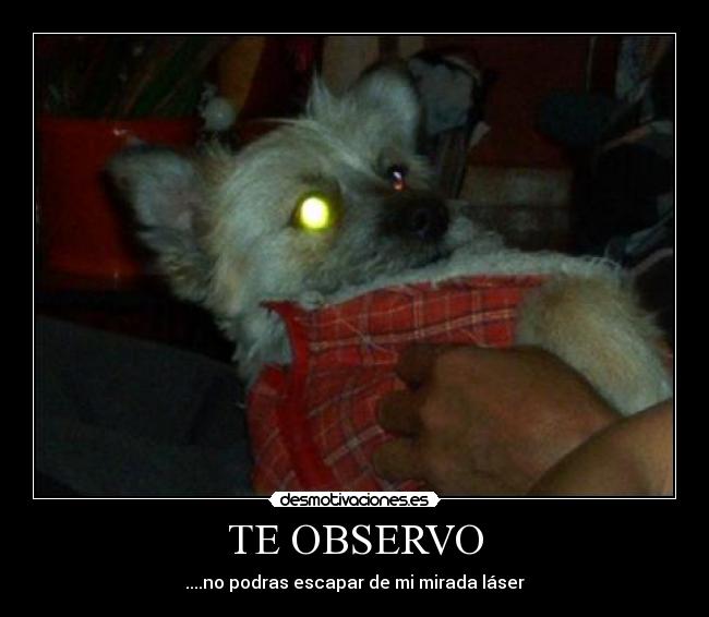 TE OBSERVO - ....no podras escapar de mi mirada láser