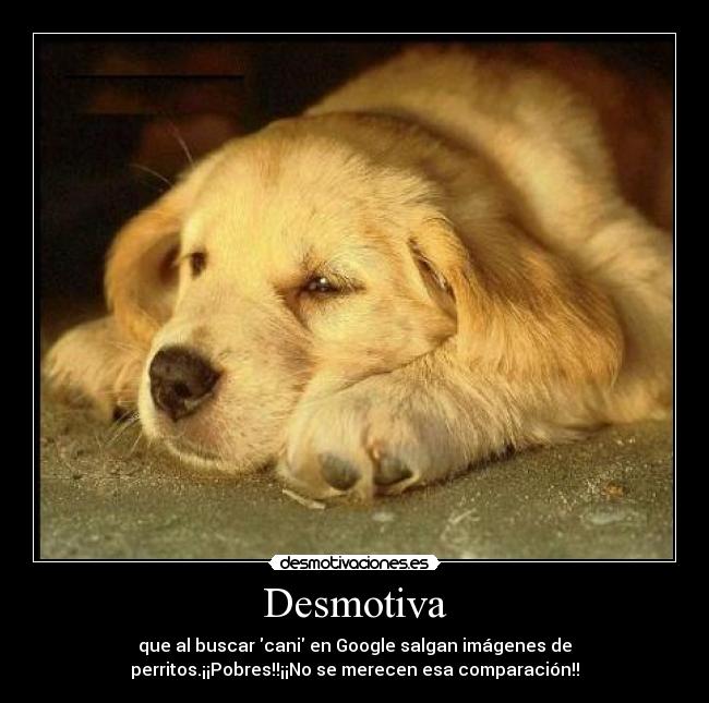 Desmotiva - que al buscar cani en Google salgan imágenes de
perritos.¡¡Pobres!!¡¡No se merecen esa comparación!!