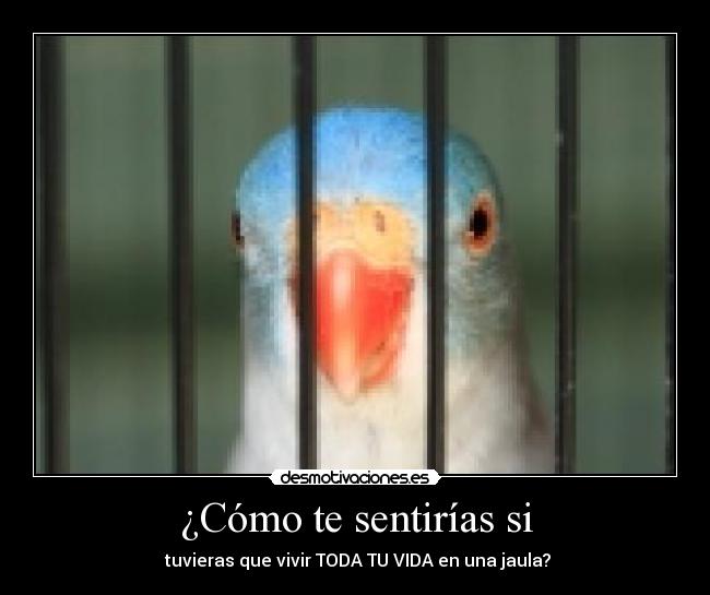 ¿Cómo te sentirías si - 