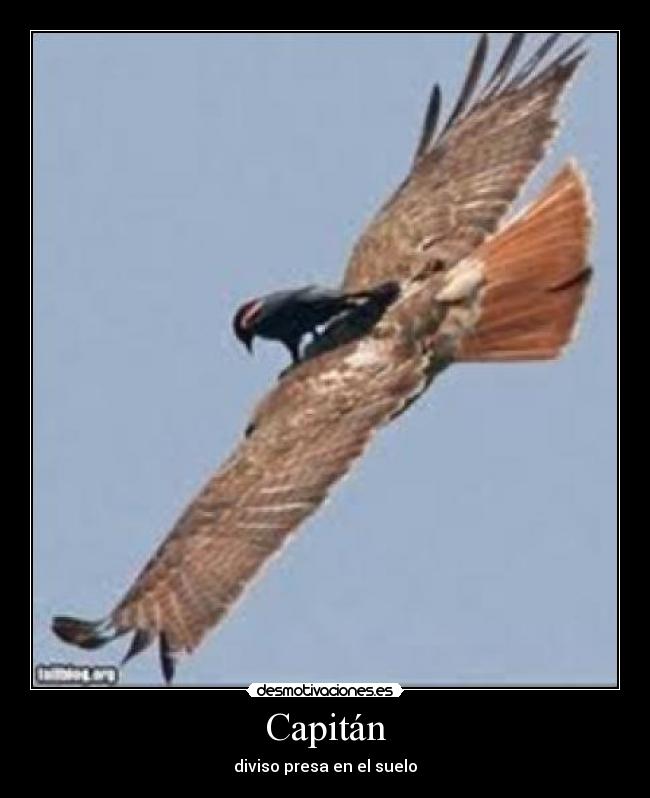 Capitán - diviso presa en el suelo