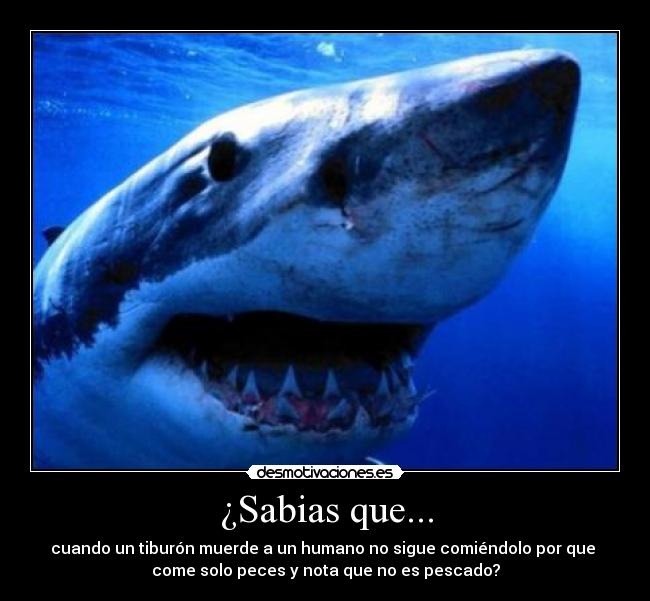 ¿Sabias que... - cuando un tiburón muerde a un humano no sigue comiéndolo por que 
come solo peces y nota que no es pescado?