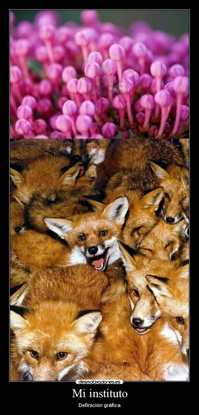 carteles zorras capullos instituto desmotivaciones
