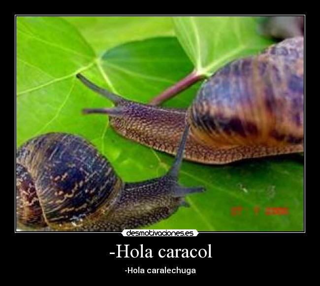 -Hola caracol -