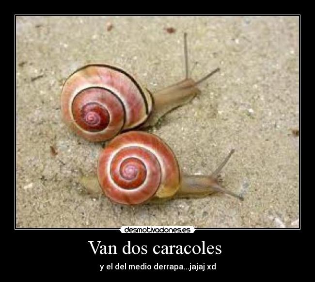 Van dos caracoles -
