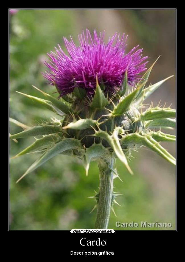 Cardo - Descripción gráfica