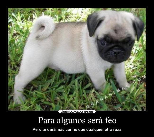 Para algunos será feo - Pero te dará más cariño que cualquier otra raza