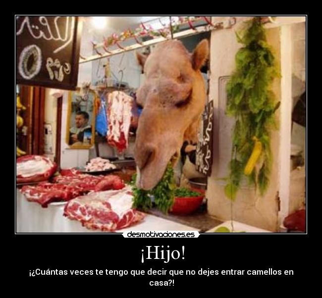 ¡Hijo! - ¡¿Cuántas veces te tengo que decir que no dejes entrar camellos en casa?!