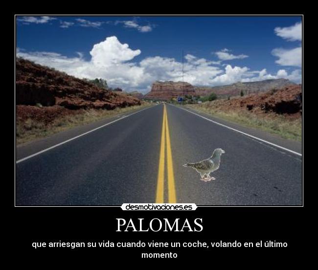 PALOMAS - que arriesgan su vida cuando viene un coche, volando en el último momento