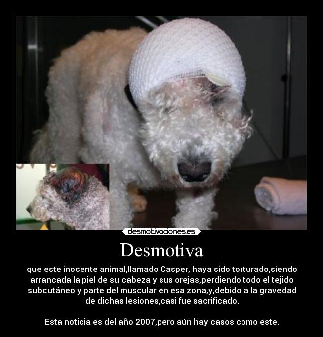 Desmotiva - que este inocente animal,llamado Casper, haya sido torturado,siendo
arrancada la piel de su cabeza y sus orejas,perdiendo todo el tejido
subcutáneo y parte del muscular en esa zona,y,debido a la gravedad
de dichas lesiones,casi fue sacrificado.
Esta noticia es del año 2007,pero aún hay casos como este.
