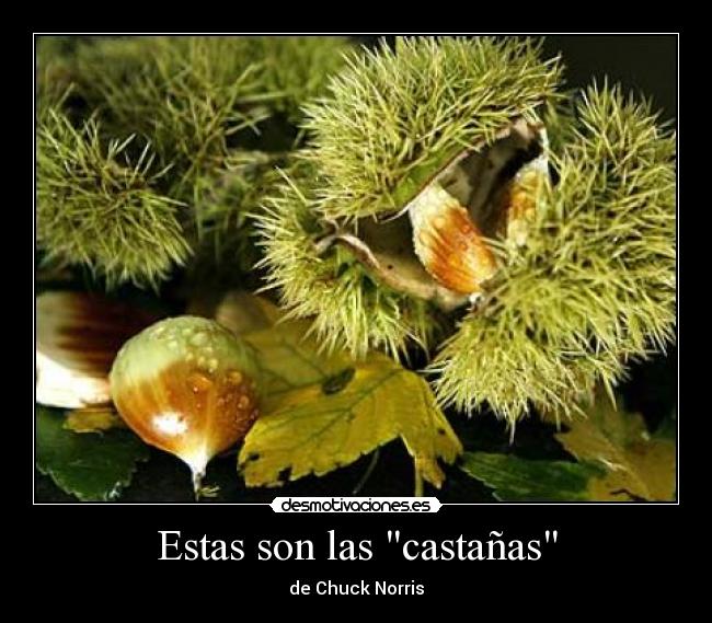 Estas son las castañas -