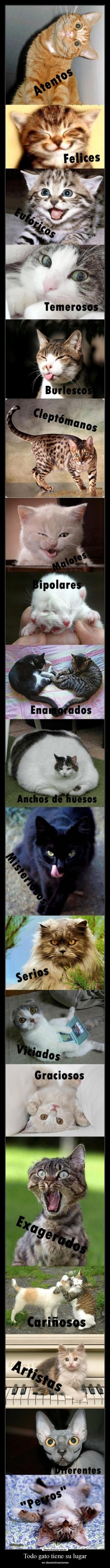 Todo gato tiene su lugar - en desmotivaciones