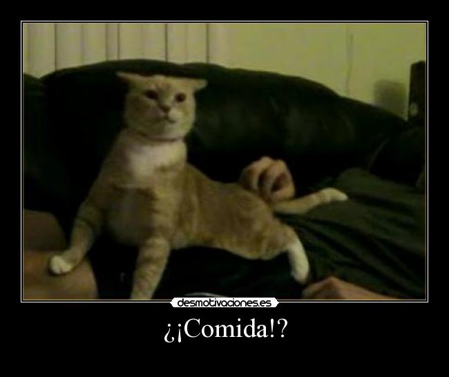 ¿¡Comida!? -