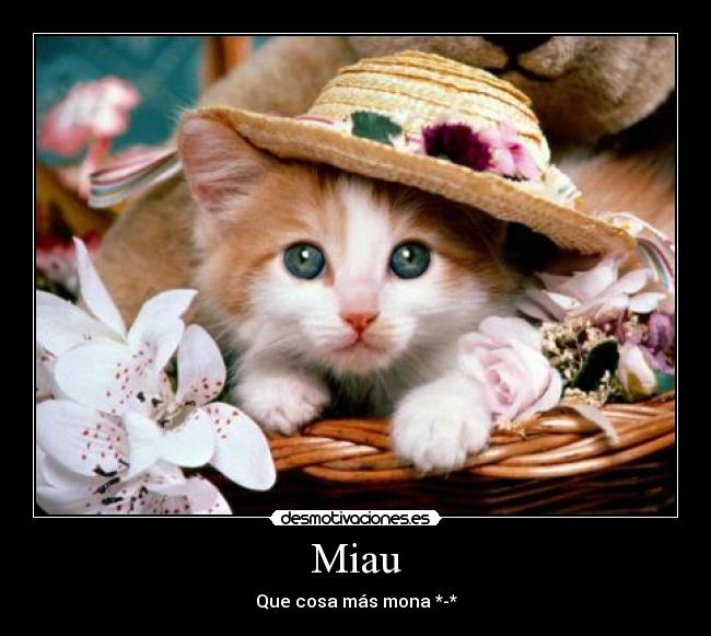 Miau - Que cosa más mona *-*
