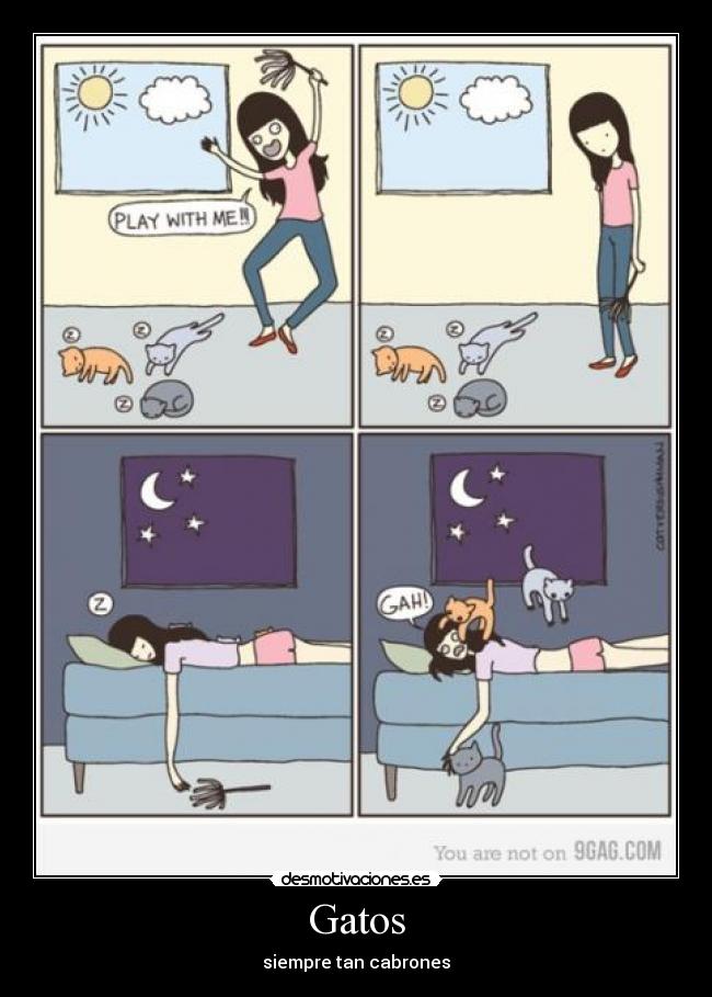 Gatos -