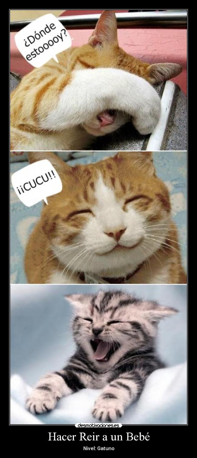 carteles gatuno desmotivaciones