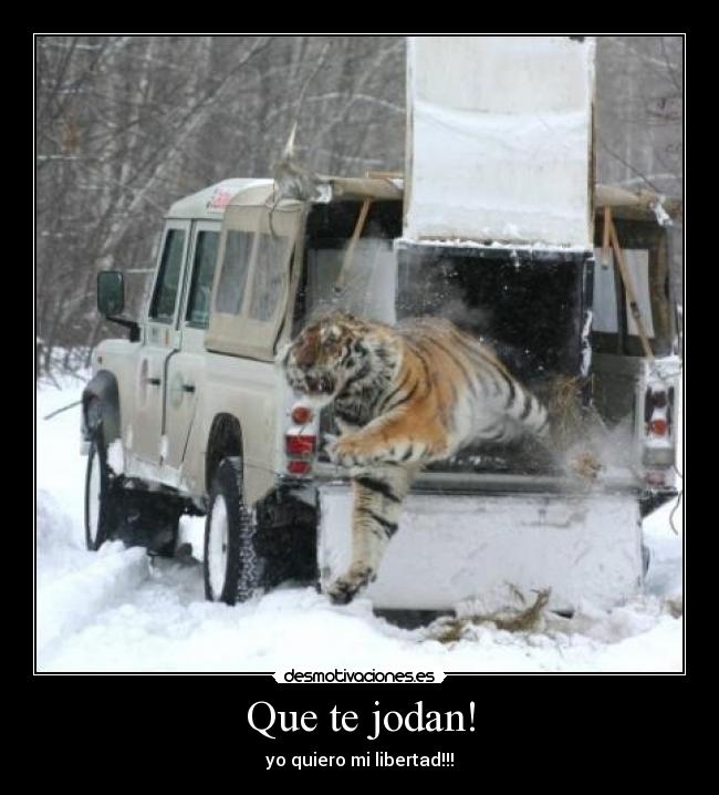 carteles tigre laponia desmotivaciones