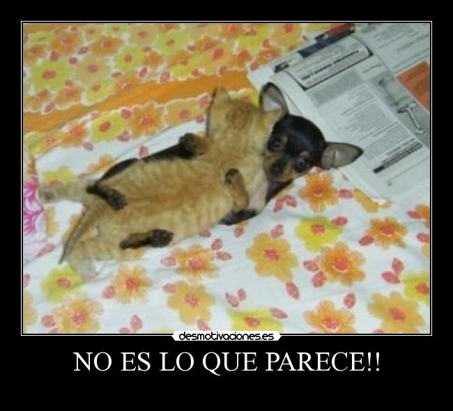 NO ES LO QUE PARECE!! -