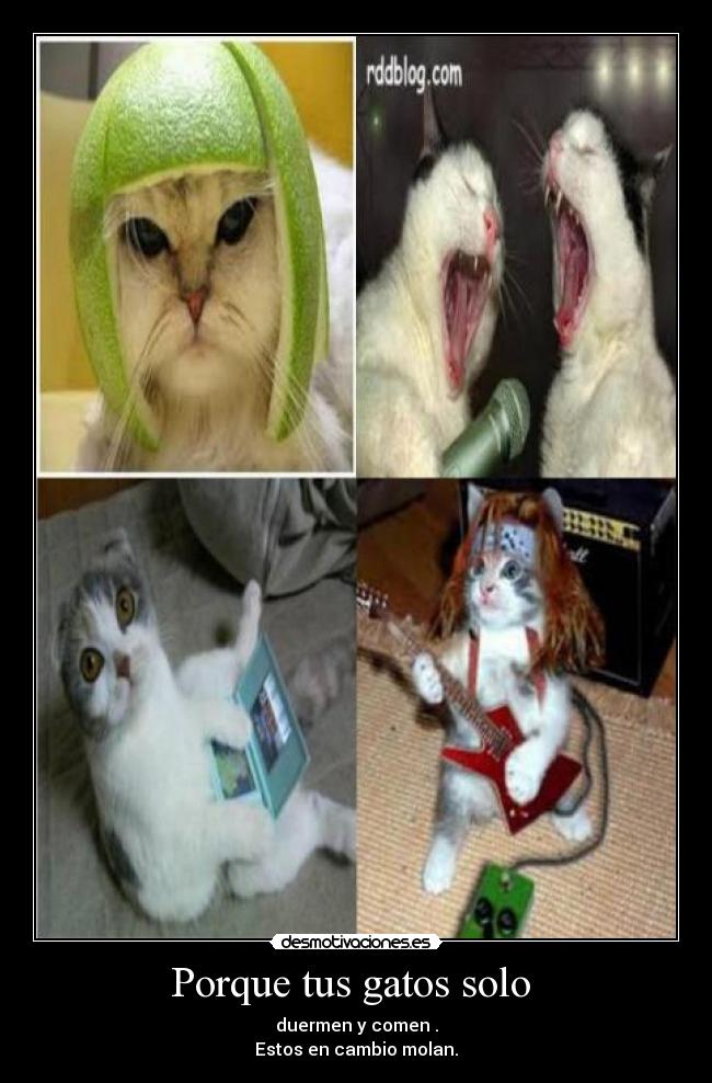 Porque tus gatos solo - duermen y comen .
Estos en cambio molan.