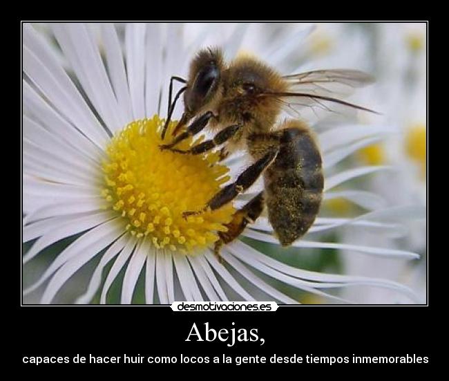 Abejas, - 