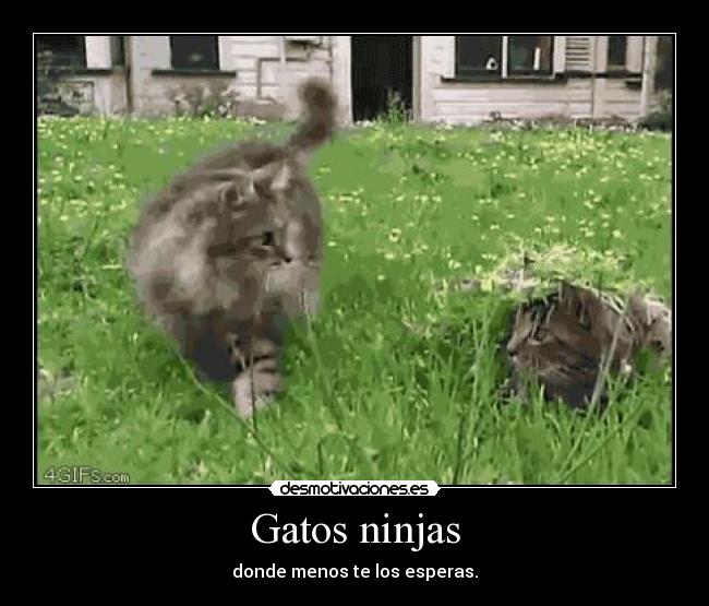 Gatos ninjas - donde menos te los esperas.