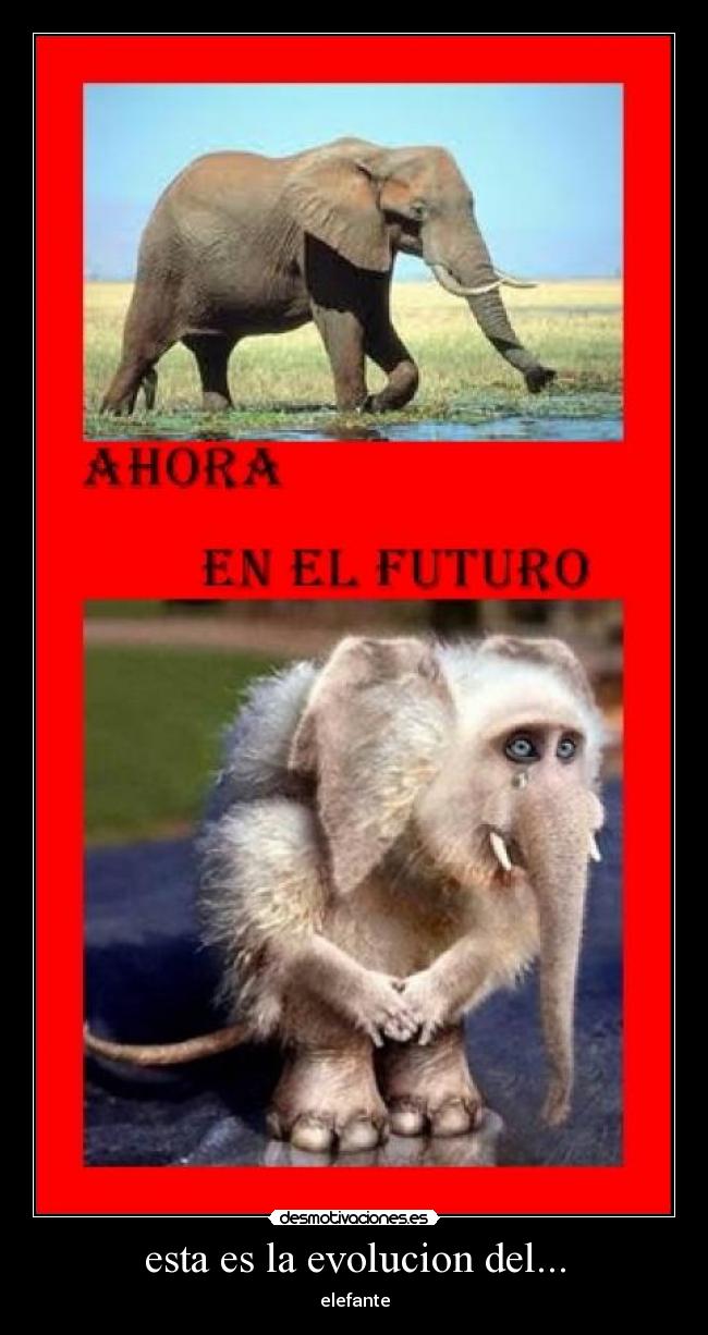 esta es la evolucion del... - elefante
