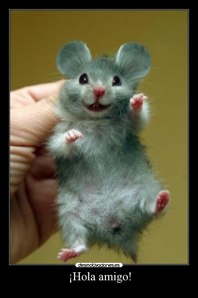 ¡Hola amigo! -