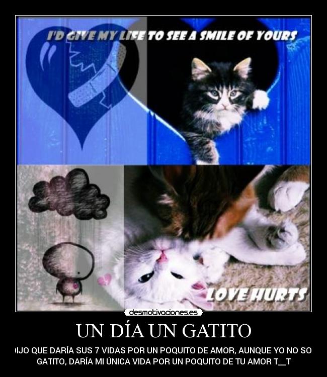 UN DÍA UN GATITO - 