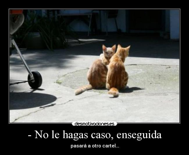 carteles gatos desmotivaciones