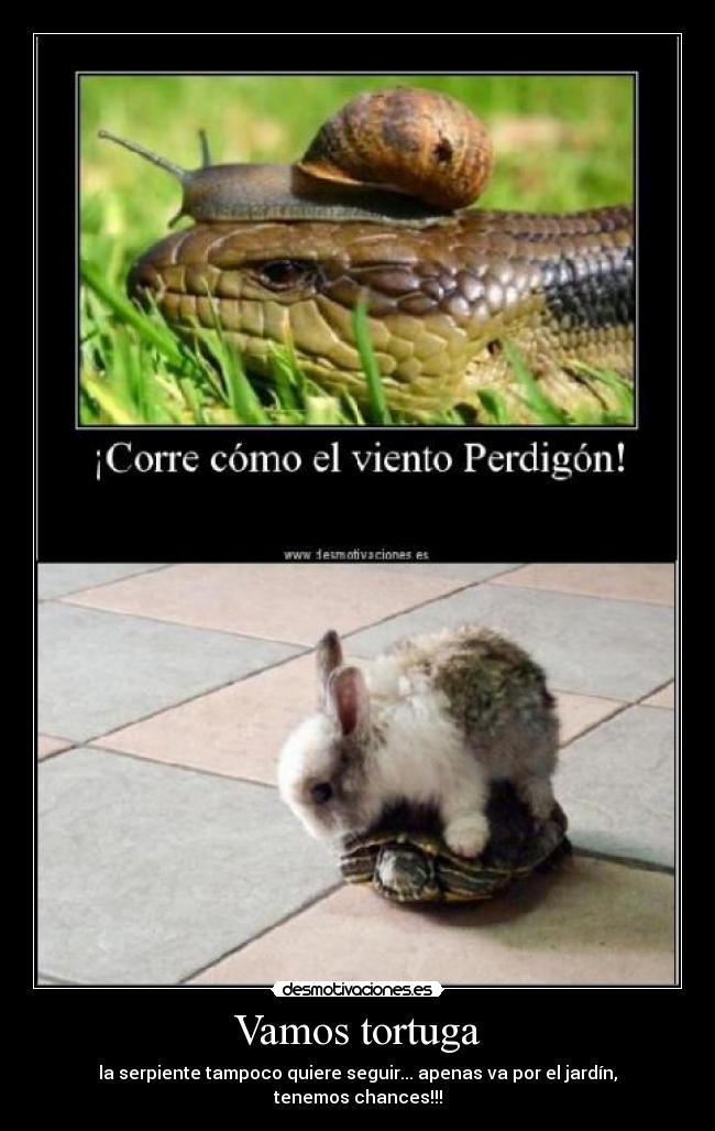 Vamos tortuga - la serpiente tampoco quiere seguir... apenas va por el jardín, tenemos chances!!!