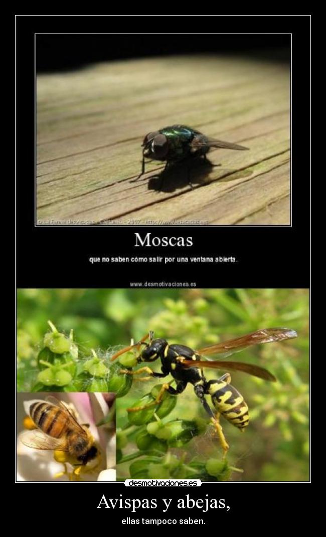 Avispas y abejas, - 