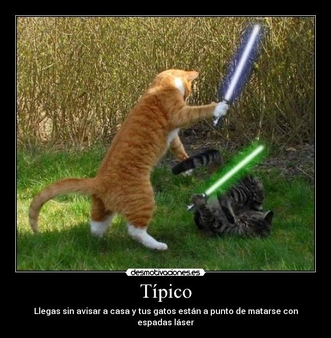 Típico - Llegas sin avisar a casa y tus gatos están a punto de matarse con espadas láser
