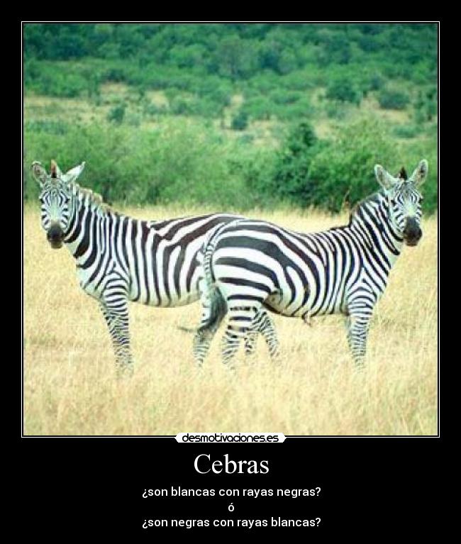 Cebras -