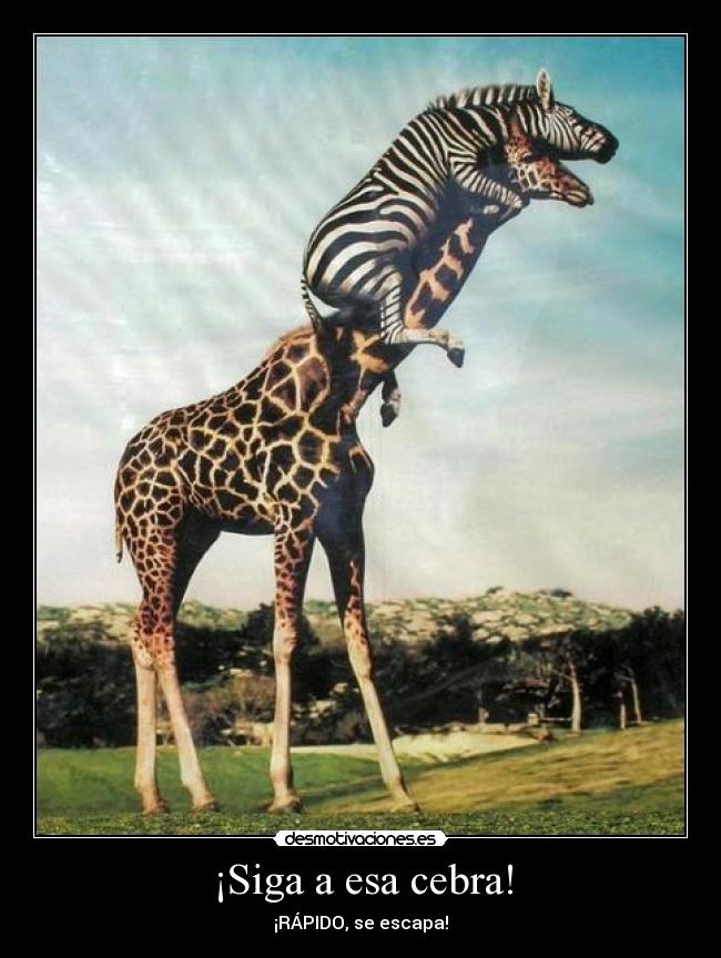 ¡Siga a esa cebra! - ¡RÁPIDO, se escapa!