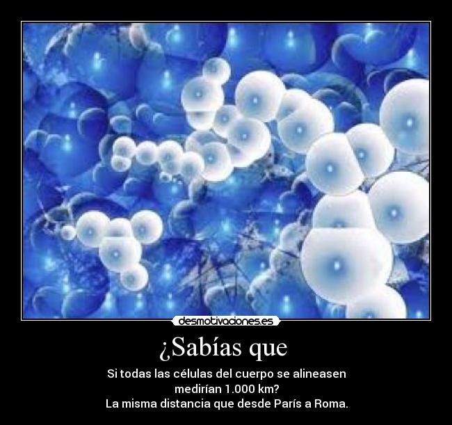 ¿Sabías que  - Si todas las células del cuerpo se alineasen
medirían 1.000 km?
La misma distancia que desde París a Roma.