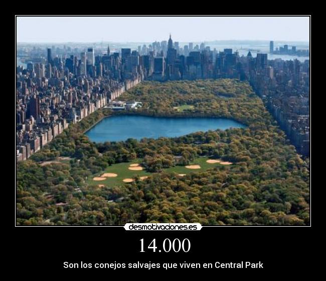 14.000 - Son los conejos salvajes que viven en Central Park