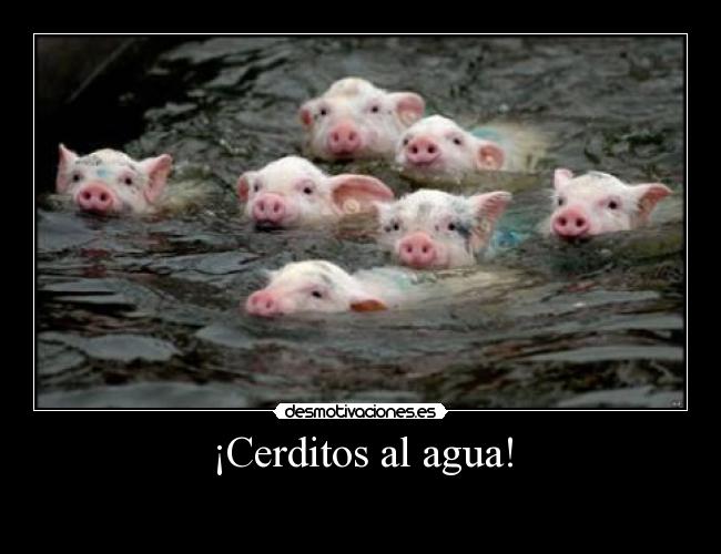 ¡Cerditos al agua! -
