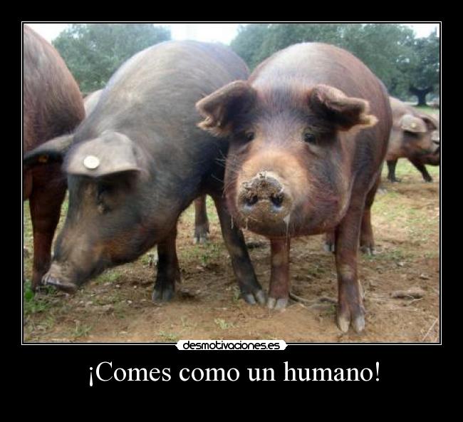 ¡Comes como un humano! - 