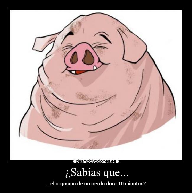 ¿Sabías que... - ...el orgasmo de un cerdo dura 10 minutos?