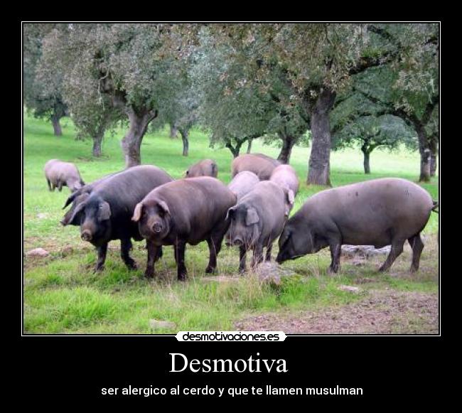 Desmotiva - ser alergico al cerdo y que te llamen musulman