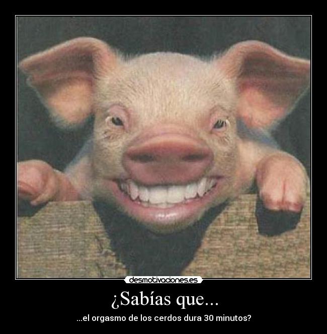 ¿Sabías que... - ...el orgasmo de los cerdos dura 30 minutos?