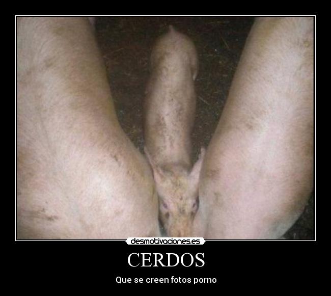 CERDOS -