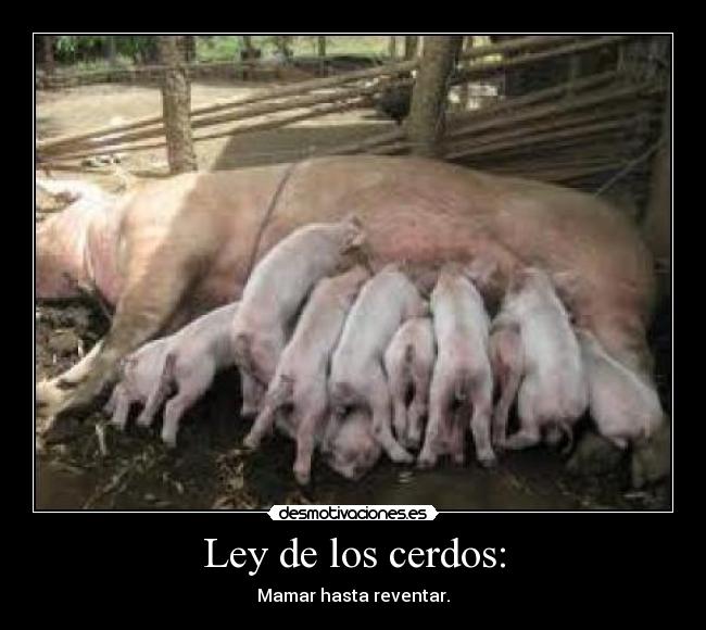 Ley de los cerdos: - Mamar hasta reventar.