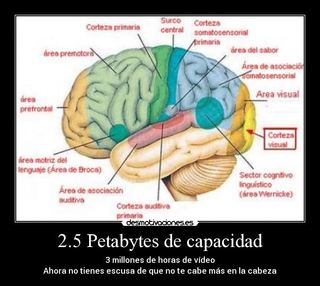 carteles cerebro desmotivaciones