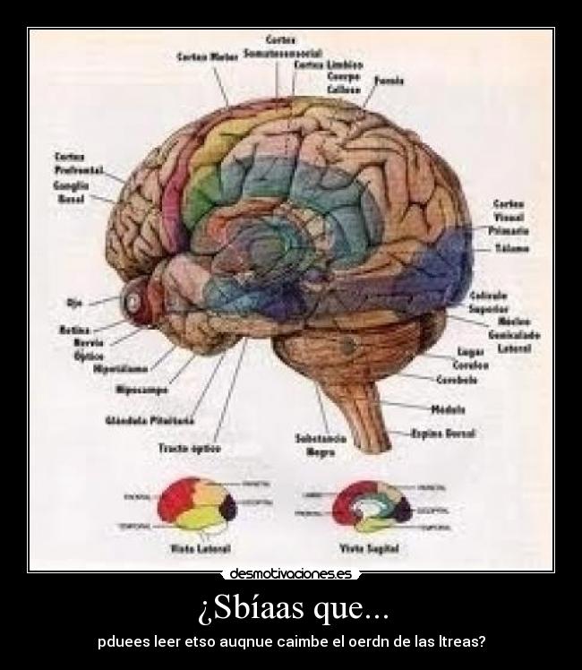 ¿Sbíaas que... - pduees leer etso auqnue caimbe el oerdn de las ltreas?