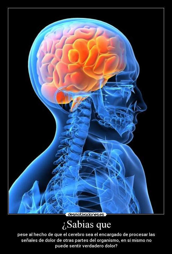 ¿Sabias que - pese al hecho de que el cerebro sea el encargado de procesar las
señales de dolor de otras partes del organismo, en sí mismo no
puede sentir verdadero dolor?