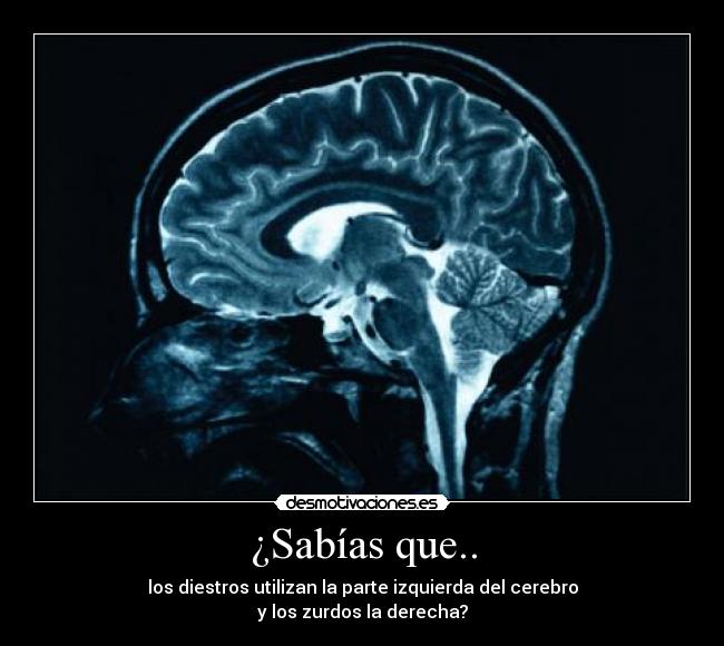 ¿Sabías que.. - los diestros utilizan la parte izquierda del cerebro
y los zurdos la derecha?