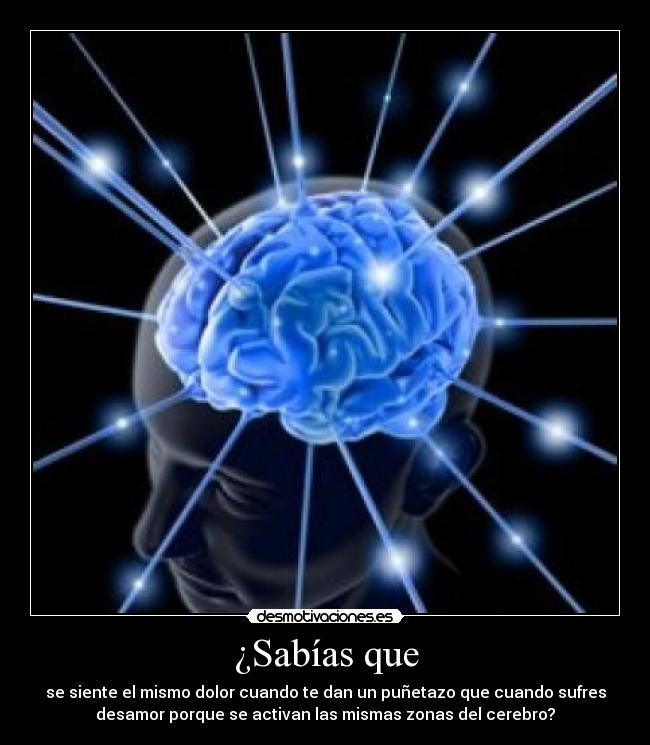 ¿Sabías que - se siente el mismo dolor cuando te dan un puñetazo que cuando sufres
desamor porque se activan las mismas zonas del cerebro?