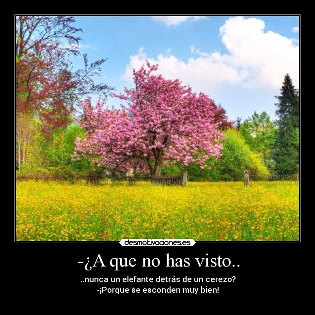 -¿A que no has visto.. - ..nunca un elefante detrás de un cerezo?
-¡Porque se esconden muy bien!
