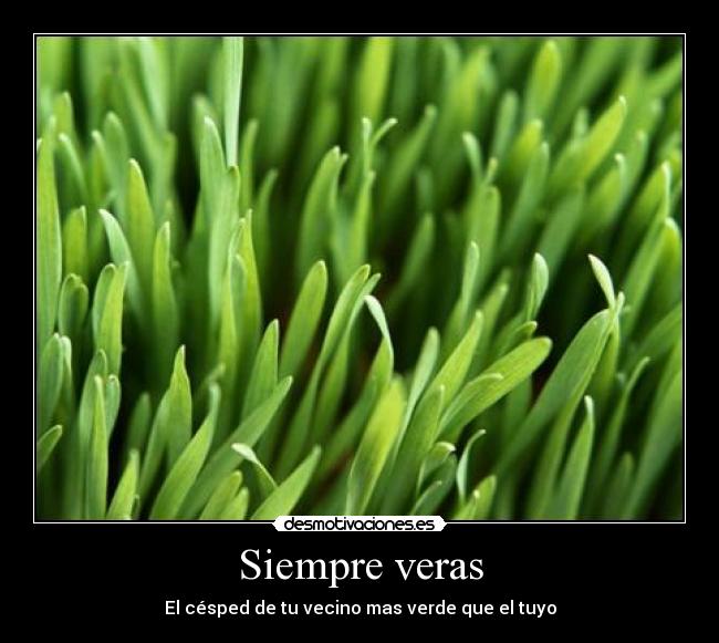 Siempre veras - El césped de tu vecino mas verde que el tuyo